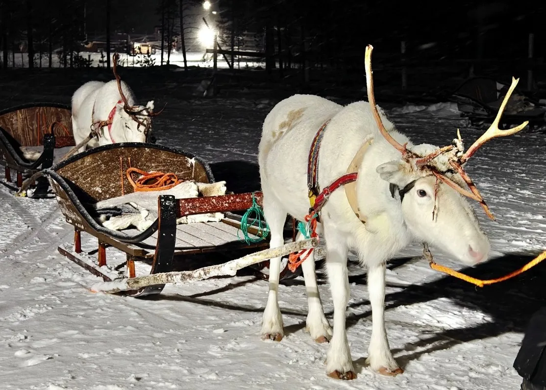 北歐極光 馴鹿雪橇慢行