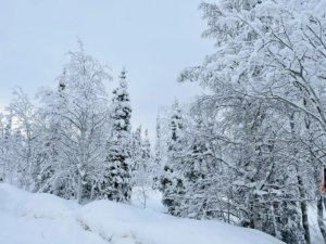 北歐被雪覆蓋的樹林