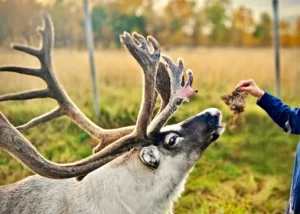 羅浮敦 馴鹿農場