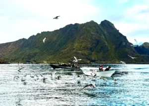 羅浮敦 海鷹狩獵