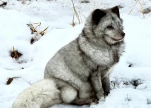 羅浮敦 極地動物園