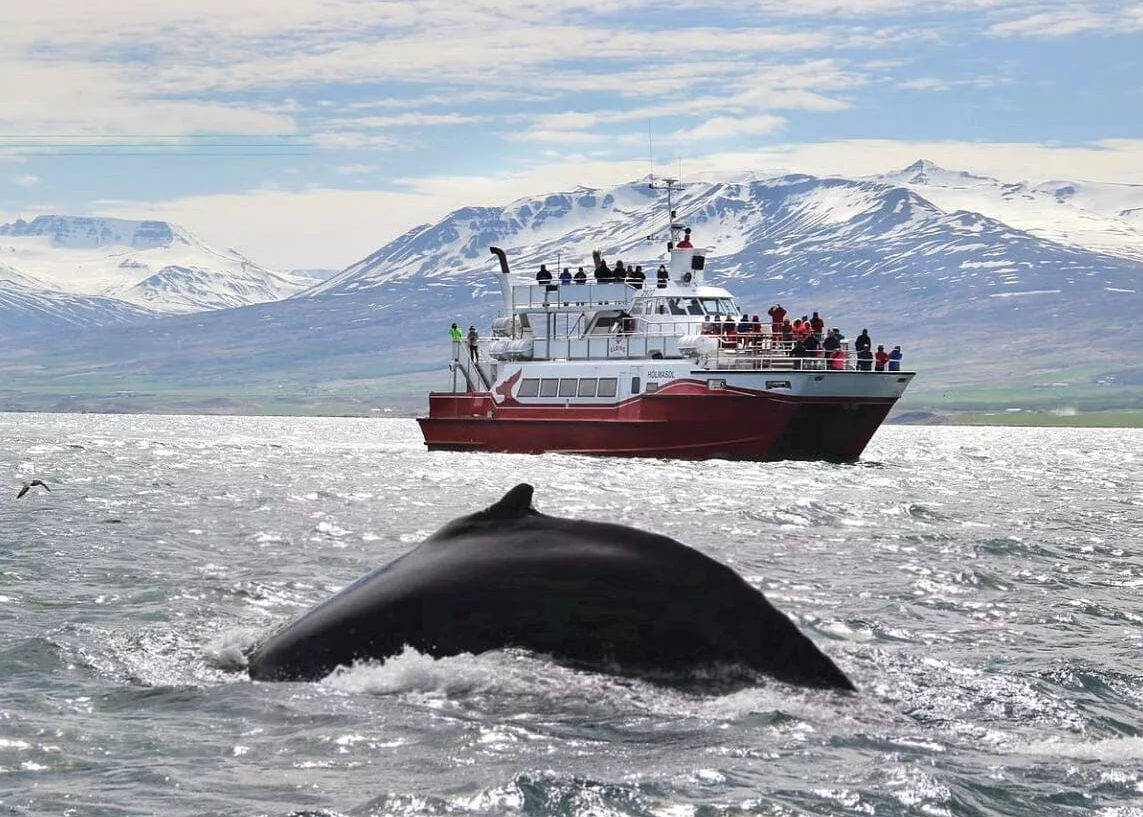 北歐旅遊，賞鯨