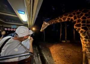泰國旅遊，夜間探訪動物園