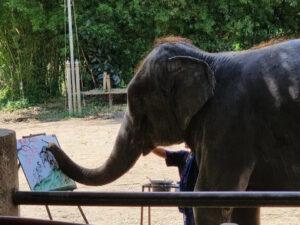 泰國旅遊，大象保育營