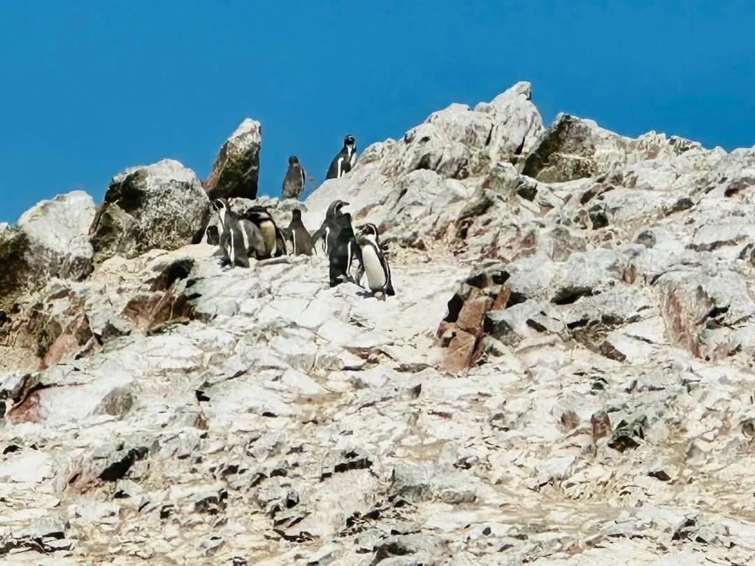 秘魯 巴雷斯塔斯島