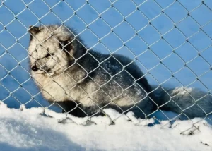 羅弗敦 極地動物園