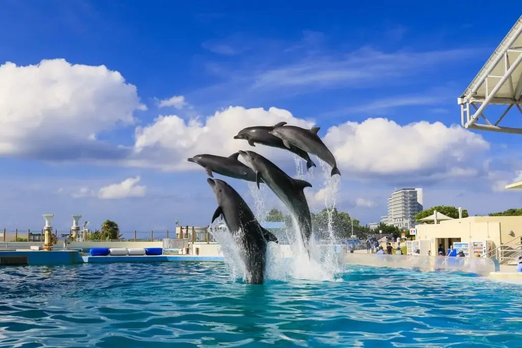 日本沖繩 海洋博公園 美麗海水族館 海豚秀