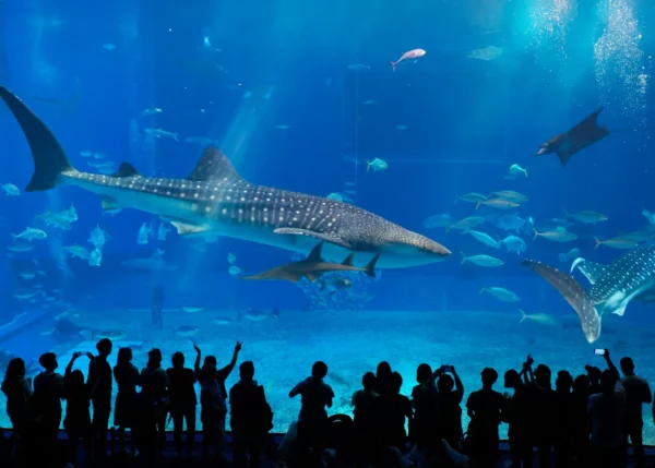 日本沖繩 海洋博公園 美麗海水族館