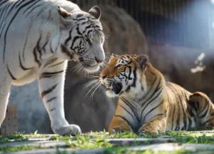 泰國 華欣野生動物園