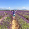 南法 瓦倫索爾Plateau de Valensole