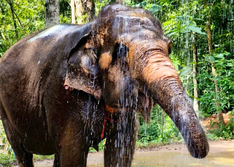 泰國清邁 大象保育營