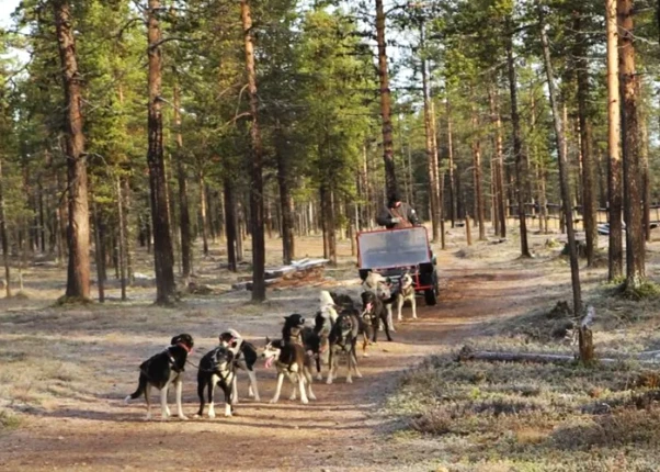 卡克斯勞塔寧 Kakslauttanen 哈士奇拉車