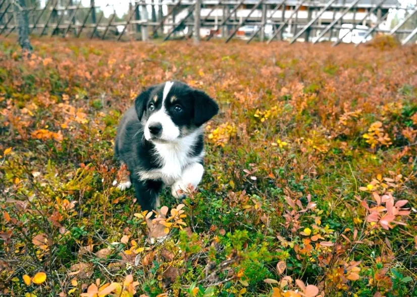 卡克斯勞塔寧 Kakslauttanen 哈士奇農場