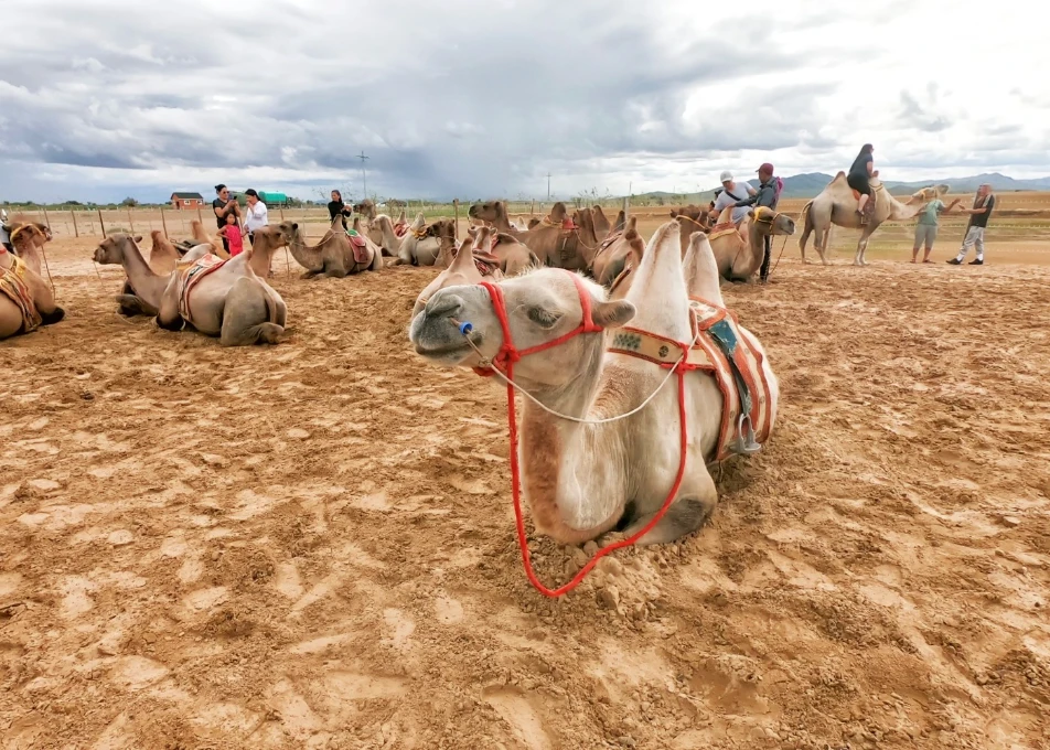 外蒙西伯利亞 巴彥戈壁騎駱駝