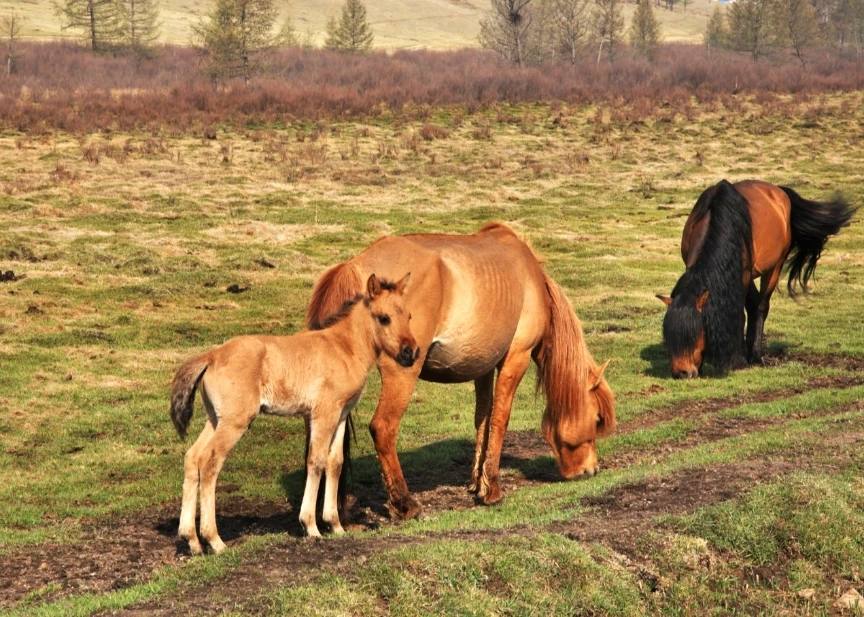 外蒙西伯利亞 特勒吉國家公園 Terelj National Park (1)